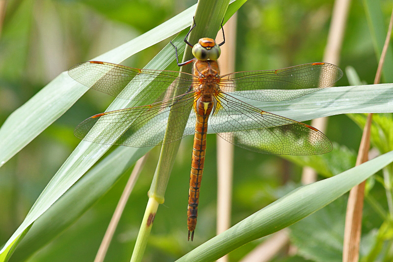 Aeshna isoceles (Green-eyed Hawker) female 1.JPG